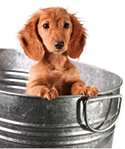 Fresh and Clean Dog Using So Well Natural Dog Deodorant Fresh and Clean Dog Using So Well Natural Dog Deodorant